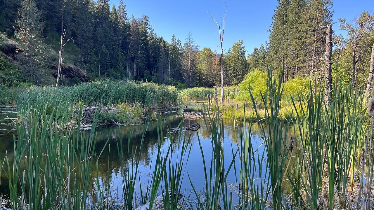 In-stream habitat and wetland restoration project for a restoration site in Northeast Oregon